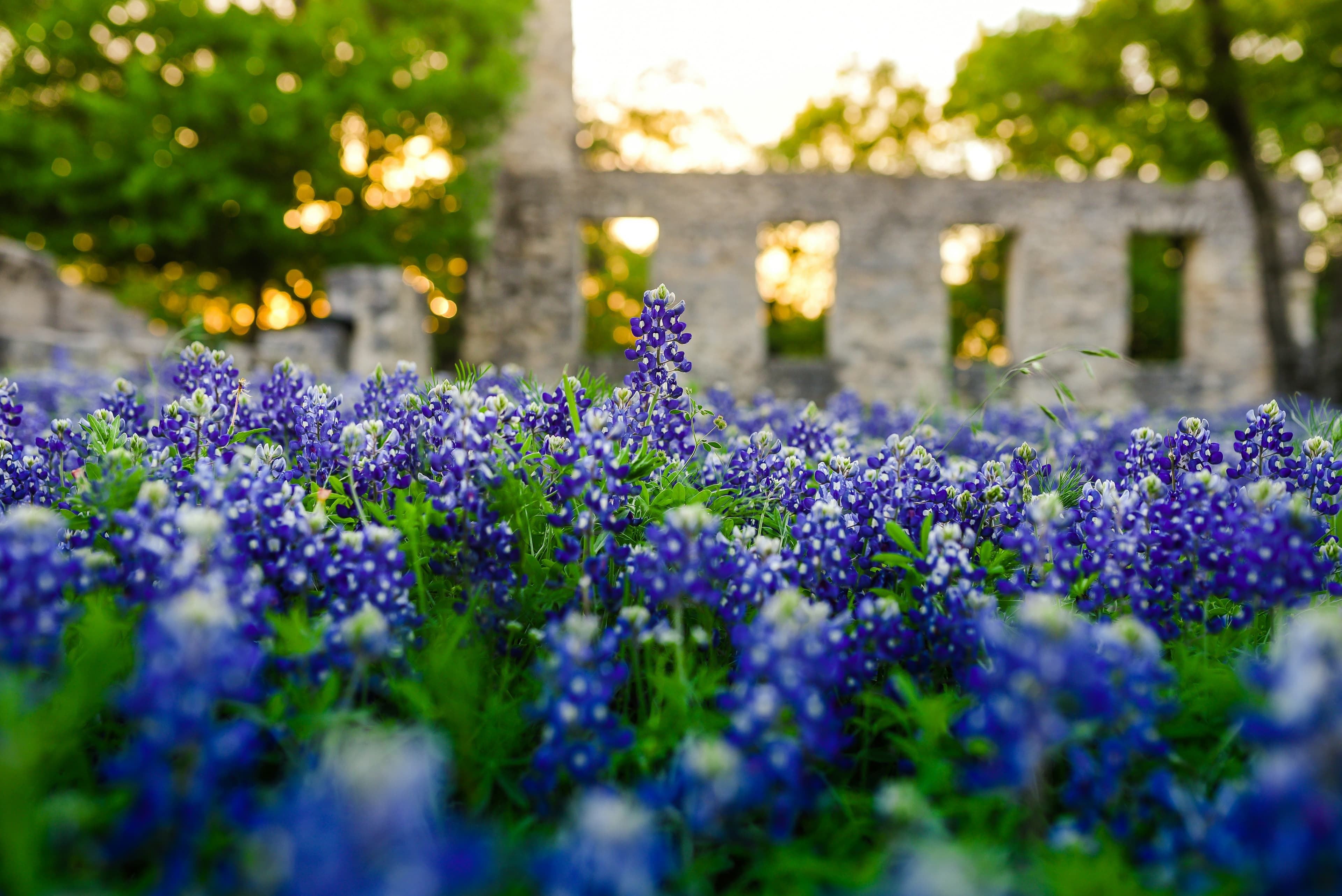 Texas bluebonnets